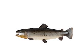 Brown or Lake Trout