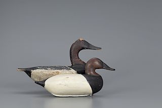 Two Upper Bay Canvasback Drakes