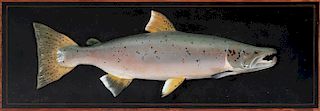Atlantic Salmon, Frank J. Adamo