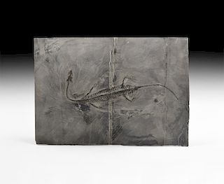 Natural History - Fossil Keichousaurus