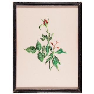 A watercolor botanical of a rose.