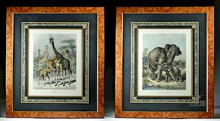 Lot of 2 Framed 19th C. Specht Engravings - Animals