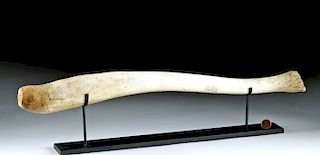 Large Polished Native Alaskan Oosik (Walrus Baculum)