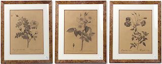 REDOUTE, PIERRE JOSEPH. A group of six uncolored engravings depicting roses. Uniformly framed and matted. 19 x 15 1/2 inches eac