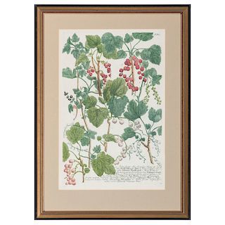 Ten Botanical Engravings, William Curtis and James Sowerby