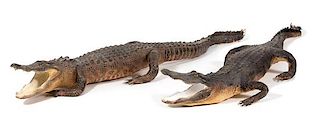 A Pair of Taxidermy Alligators Length 88 inches.