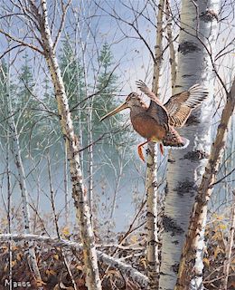 David Maass, (American, b. 1929), Woodcock in Flight in Birch Trees