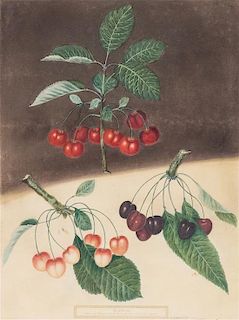 George Brookshaw, (British, 1751-1823), Ponoma Brittanica (four works)