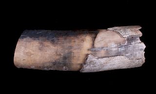 Ancient Petrified Wooly Mammoth Tusk