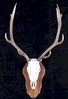 Montana 6X6 Trophy Bull Elk European Mount