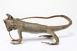 Vintage Taxidermy Lizard/Iguana, Spiked Back