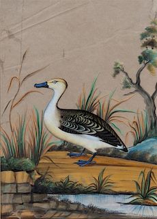A Collection of Six Ornithological Paintings Height 9 1/4 x width 7 1/4 inches (each).
