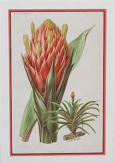 A Collection of Three Chromo-Lithograph Book Plate Botanicals Height of largest 13 1/8 x width 9 3/8 inches.