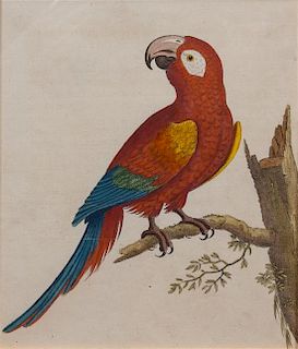 A Collection of Four Ornithological Prints Height of largest 11 5/8 x width 9 inches.