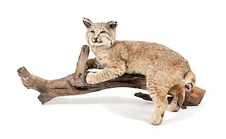 A Taxidermy Reclining Bobcat Height 17 3/4 x length 41 inches.