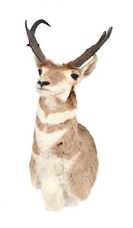 A Taxidermy Pronghorn Antelope Shoulder Height 34 1/2 inches.