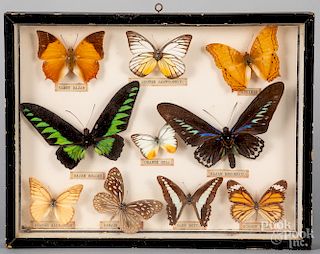 Framed group of moth specimens
