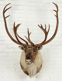 Large Taxidermy Elk Mount, 52'' x 37'' x 36'' 