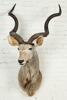 Taxidermy Mount, African Greater Kudu