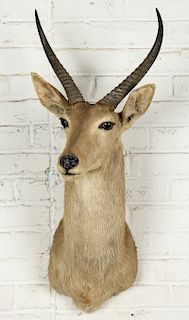 Taxidermy Mount, African Waterbuck