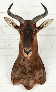 Taxidermy Mount, African Antelope