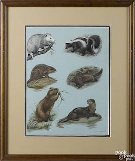 Earl Lincoln Poole (American 1891-1972), watercolor and gouache of a possum, skunk, beaver, otter