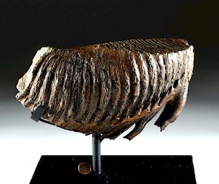 Large European Fossilized Mammoth Tooth
