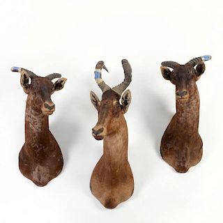 (3) mounted African topi trophies