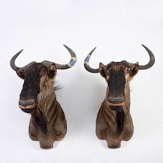 Pair mounted African wildebeest trophies