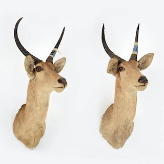 Pair mounted African gazelle trophies