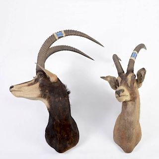 Pair mounted African antelope trophies