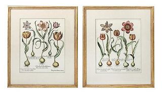Two Hand Colored Engravings, Basilius Besler, Sheet size: 21 x 17 1/2 inches.
