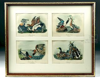 Framed Ensemble of 4 Original Audubon Lithographs