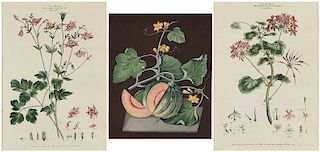 Three Botanical Engravings, Brookshaw, Miller