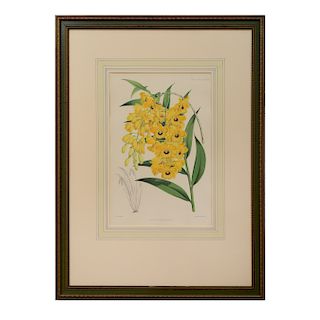 Walter Hood Fitch (1817-1892): The Orchid Album: Fourteen Plates