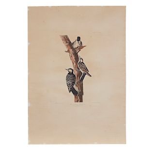 Color Engraving, John J. Audubon / R. Havell, "Red-Cockaded Woodpecker"