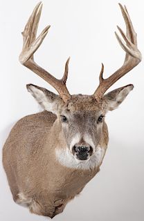 A WHITE-TAILED BUCK MOUNT
