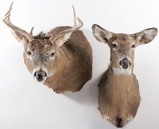 A PAIR OF WHITE-TAILED DEER MOUNTS