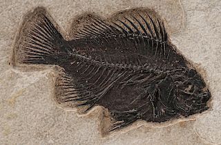 A FOSSILIZED FISH