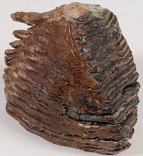A FOSSILIZED MAMMOTH TOOTH