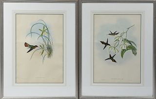 Two Gould & Richter 19th C. lithographs of humming birds