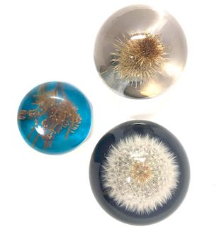 Three Nature Art Glass Paperweights 