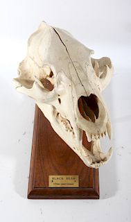 Mounted Montana Black Bear Skull