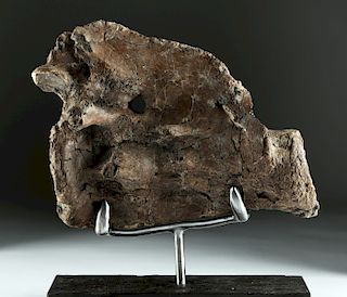 Triceratops Fossilized First Spinal Vertebra - Rare!