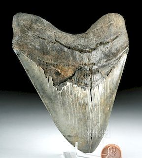 Large Megalodon Tooth from N. Carolina River
