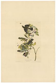 John James Audubon - Small Green Crested Flycatcher