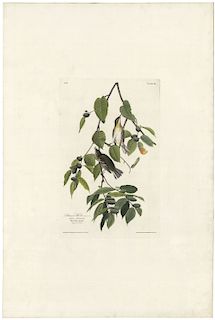 John James Audubon - Autumnal Warbler, Canoe or Paper Birch