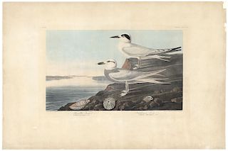 John James Audubon - Havell's Tern. Trudeau's Fern