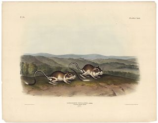 John James Audubon - Pouched Jerboa Mouse