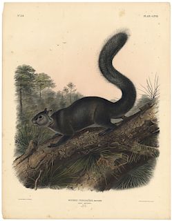 John James Audubon - Dusky Squirrel. Sciurus Nigrescens
